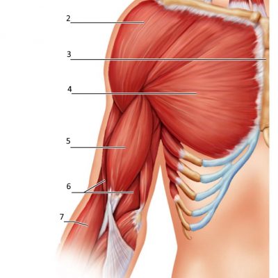 5 - dvojhlavý sval pažní